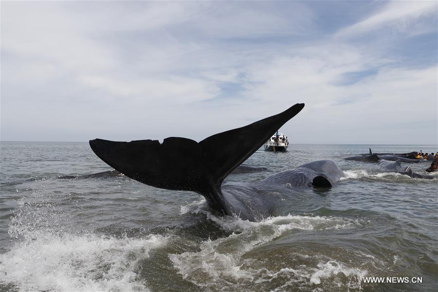 INDONESIA-ACEH-SPERM WHALE-STRANDED
