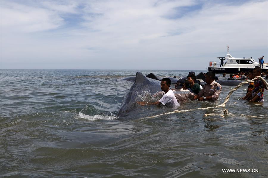 INDONESIA-ACEH-SPERM WHALE-STRANDED