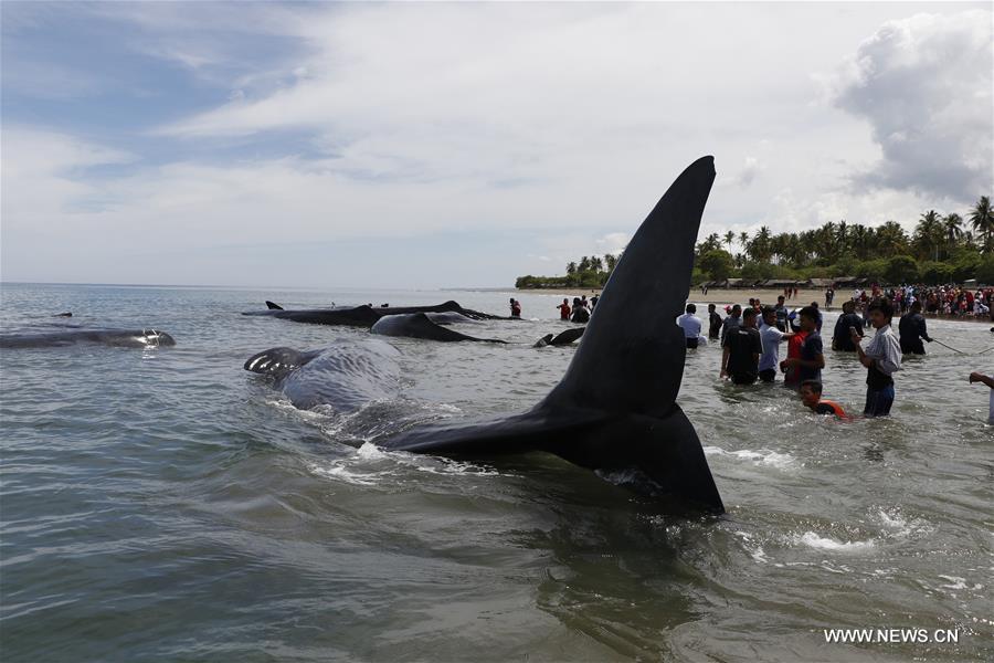 INDONESIA-ACEH-SPERM WHALE-STRANDED