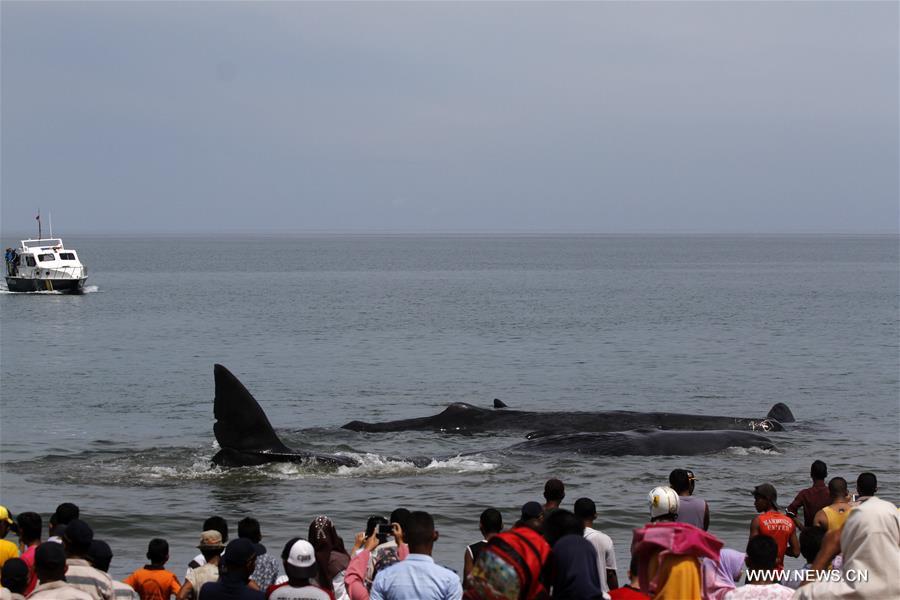INDONESIA-ACEH-SPERM WHALE-STRANDED