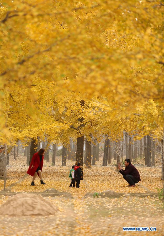 #CHINA-AUTUMN-GINKGO SCENERY (CN)