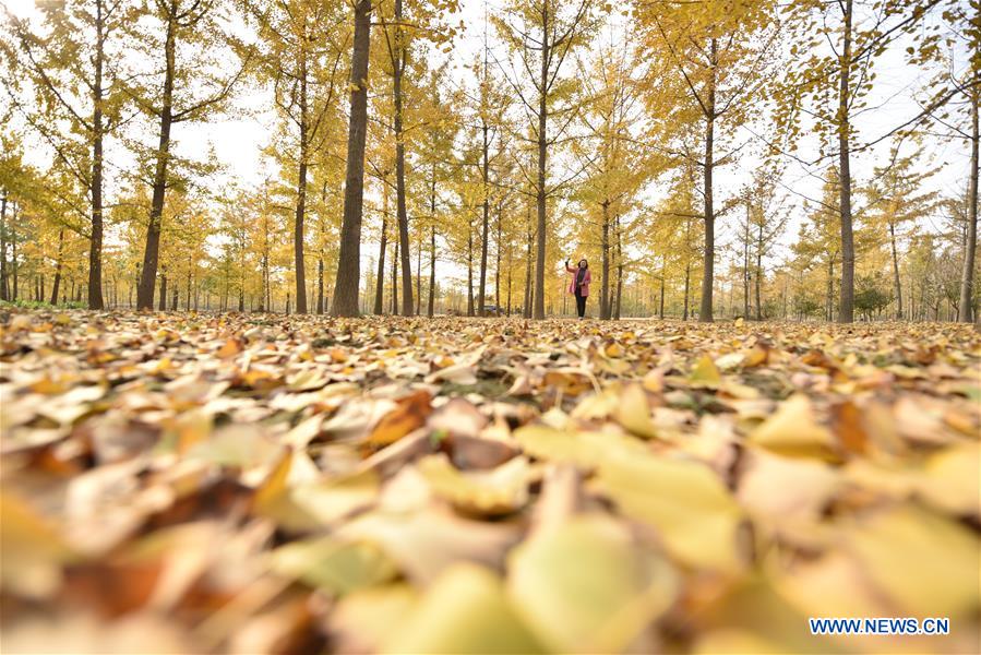 #CHINA-AUTUMN-GINKGO SCENERY (CN)