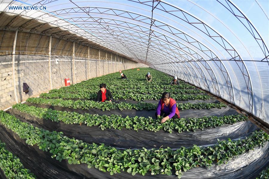 Farmers work in greenhouses in N China's Hebei Xinhua English.news.cn