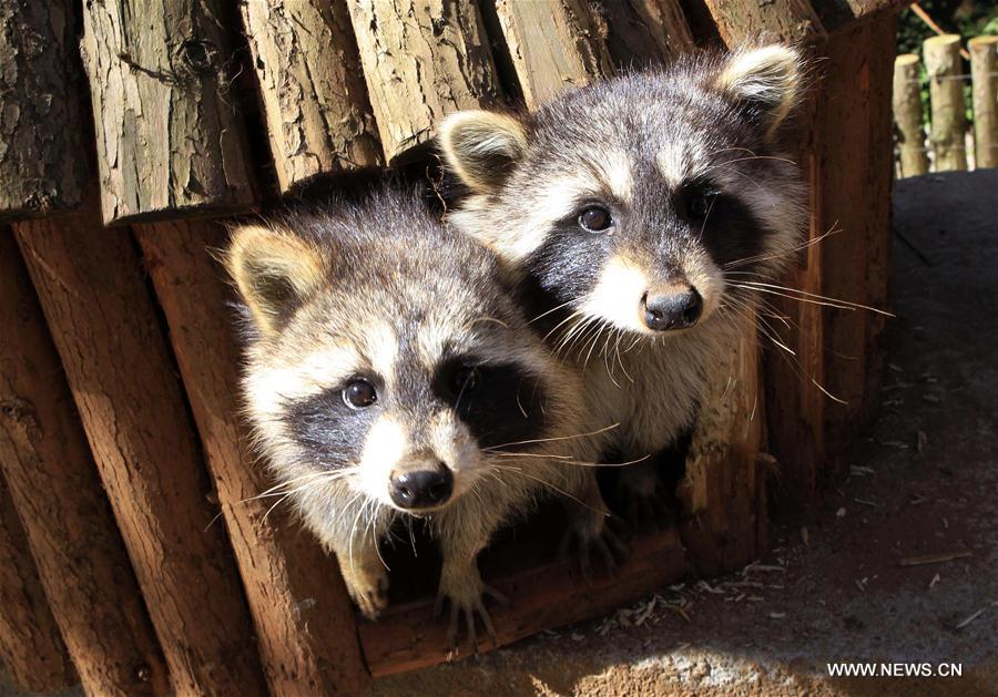 CHINA-YUNNAN-ZOO-ANIMALS (CN)
