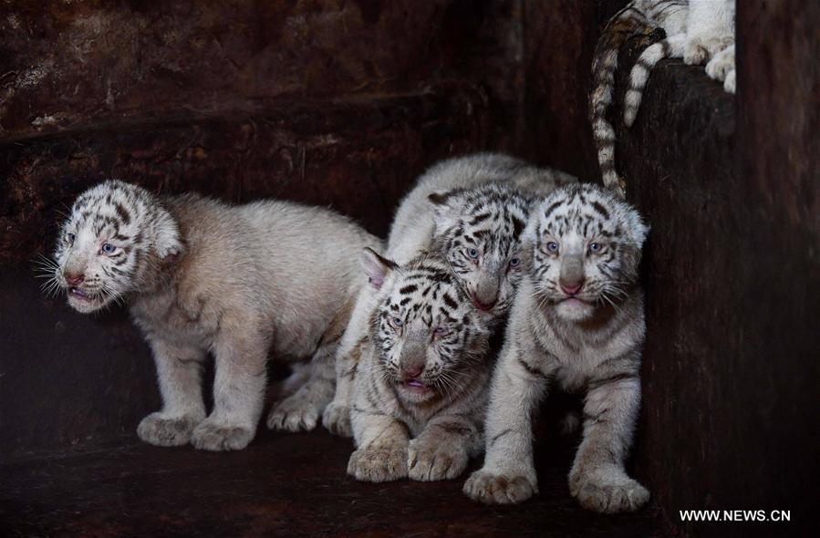 CHINA-YUNNAN-ZOO-ANIMALS (CN)