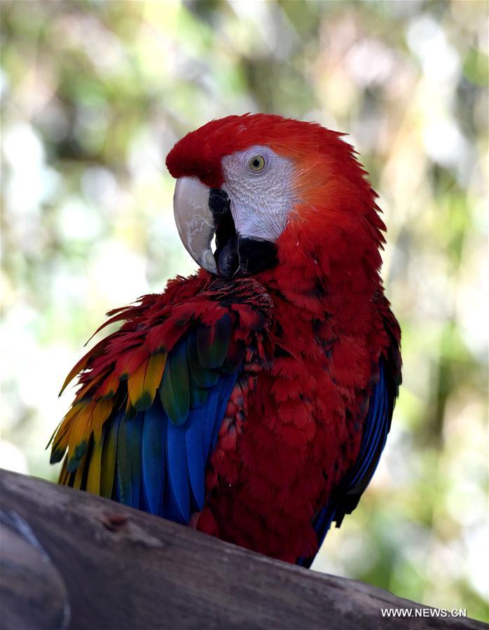 CHINA-YUNNAN-ZOO-ANIMALS (CN)