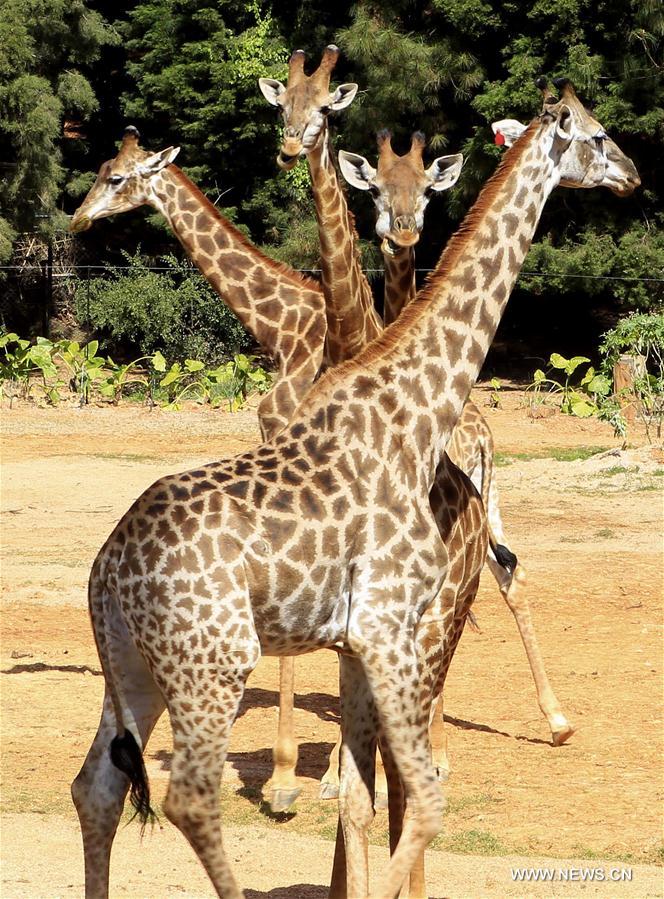 CHINA-YUNNAN-ZOO-ANIMALS (CN)