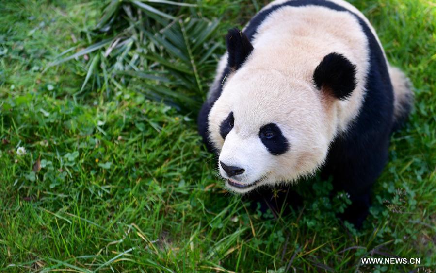 CHINA-YUNNAN-ZOO-ANIMALS (CN)