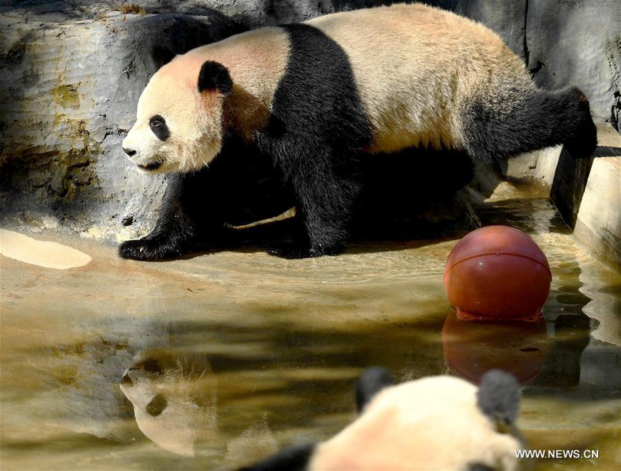 CHINA-YUNNAN-ZOO-ANIMALS (CN)