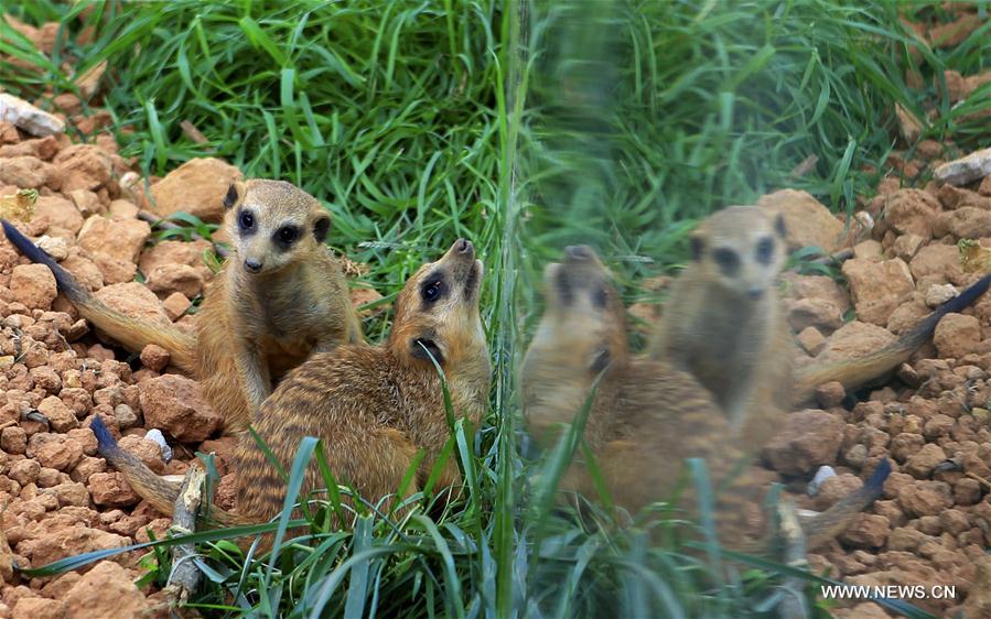 CHINA-YUNNAN-ZOO-ANIMALS (CN)