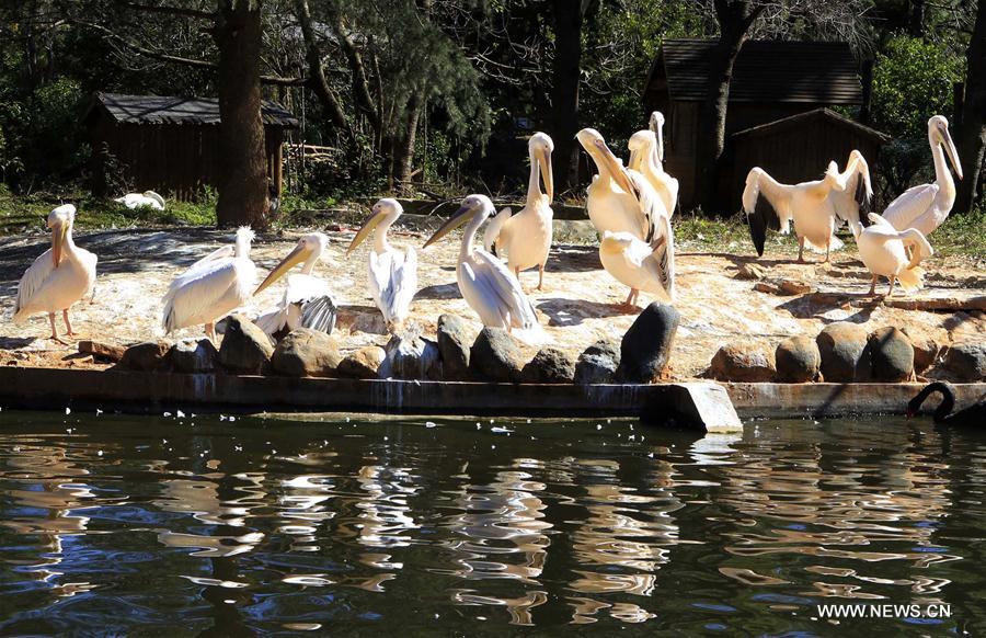 CHINA-YUNNAN-ZOO-ANIMALS (CN)