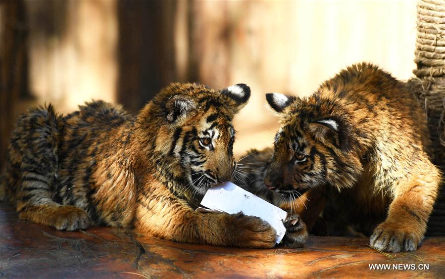 CHINA-YUNNAN-ZOO-ANIMALS (CN)