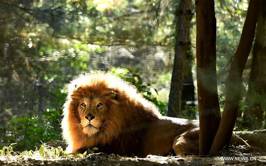 CHINA-YUNNAN-ZOO-ANIMALS (CN)