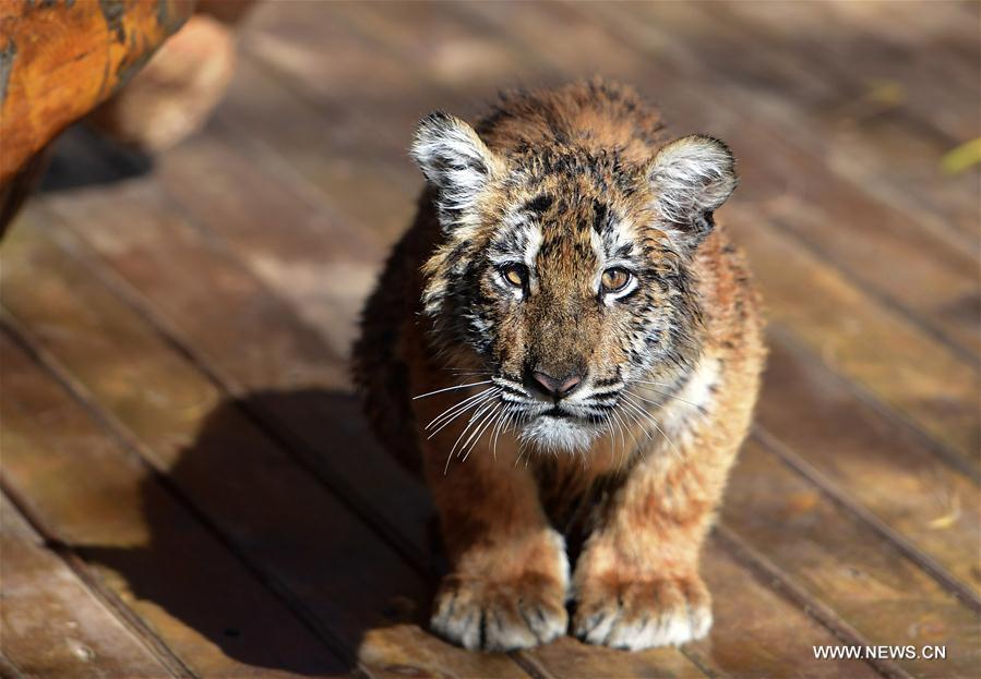 CHINA-YUNNAN-ZOO-ANIMALS (CN)