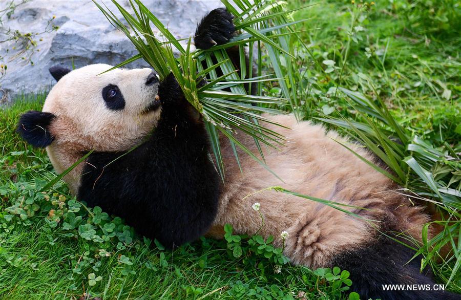 CHINA-YUNNAN-ZOO-ANIMALS (CN)