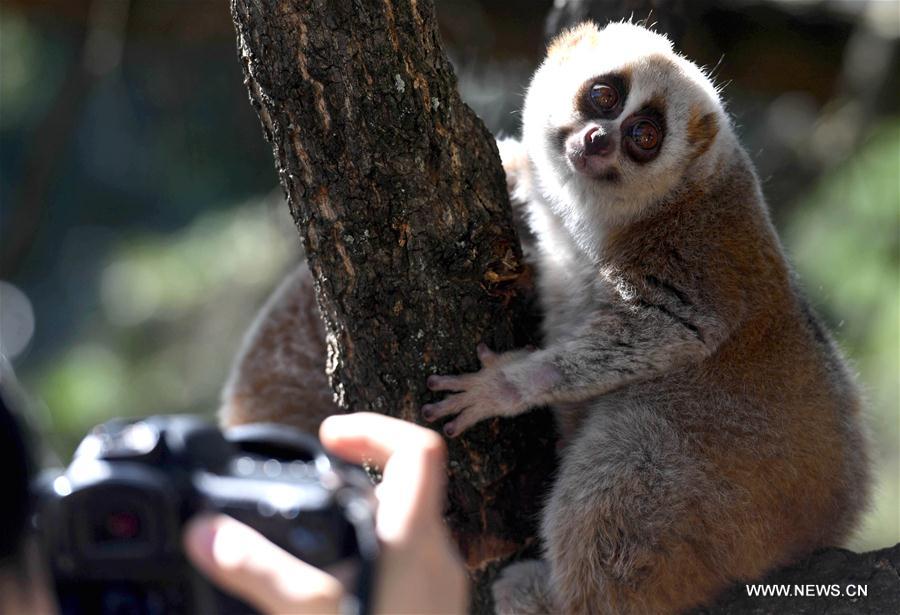CHINA-YUNNAN-ZOO-ANIMALS (CN)