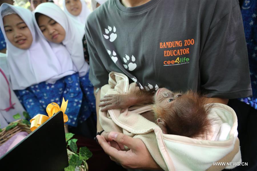 INDONESIA-BANDUNG-BABY ORANGUTAN-BORN