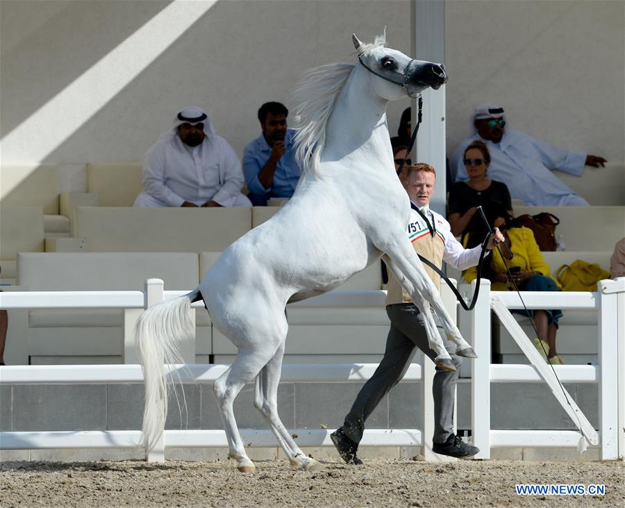 KUWAIT-KUWAIT CITY-EGYPTIAN HORSE BEAUTY CONTESTS