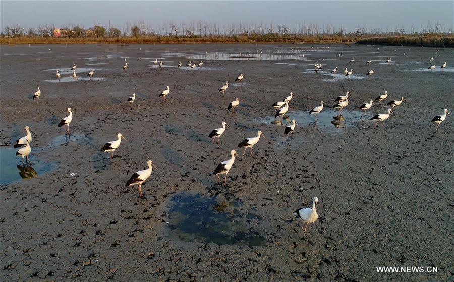 CHINA-HEBEI-CAOFEIDIAN-WETLAND (CN)