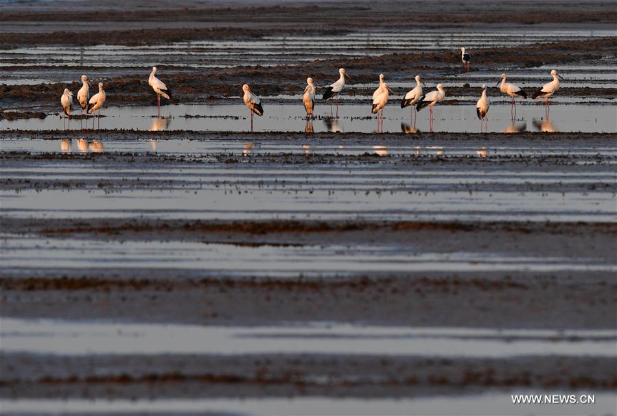 CHINA-HEBEI-CAOFEIDIAN-WETLAND (CN)