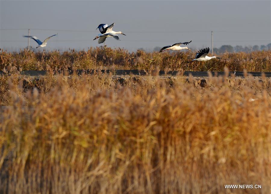 CHINA-HEBEI-CAOFEIDIAN-WETLAND (CN)