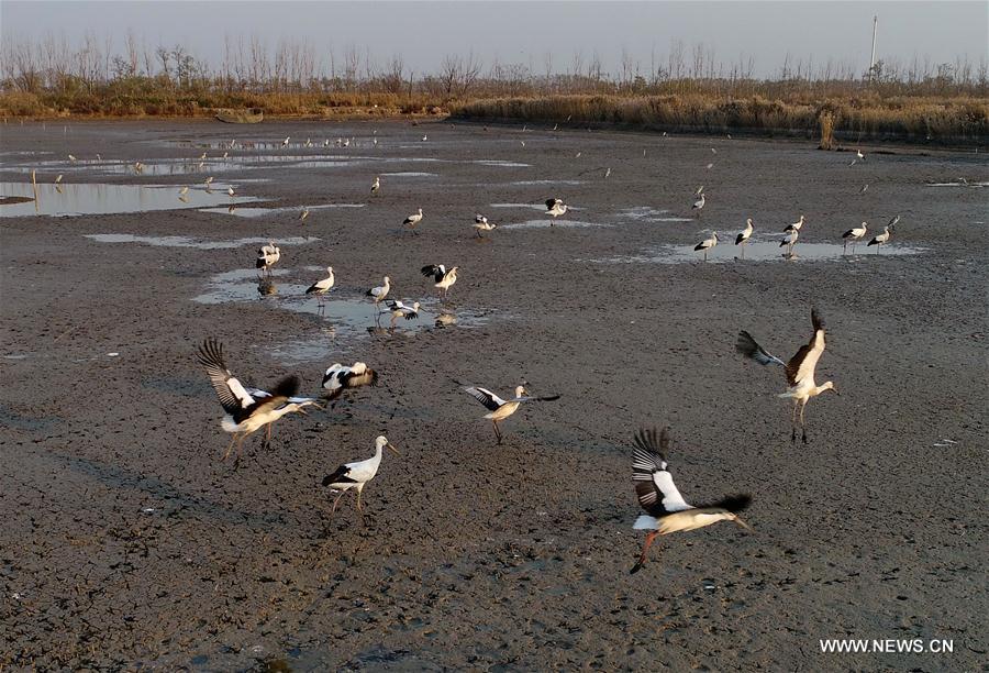 CHINA-HEBEI-CAOFEIDIAN-WETLAND (CN)