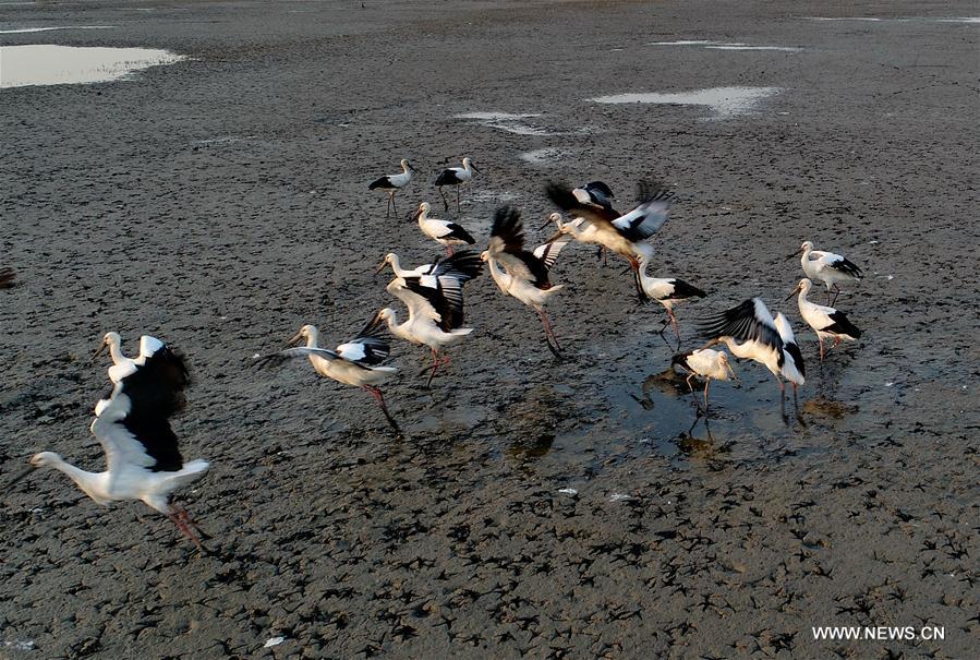 CHINA-HEBEI-CAOFEIDIAN-WETLAND (CN)