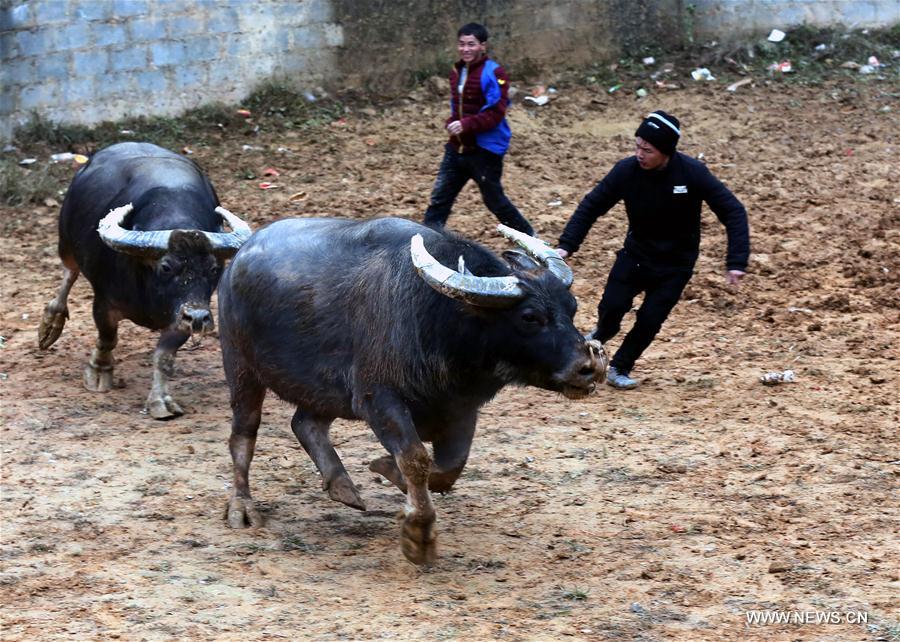 #CHINA-GUIZHOU-BULLFIGHTING (CN)