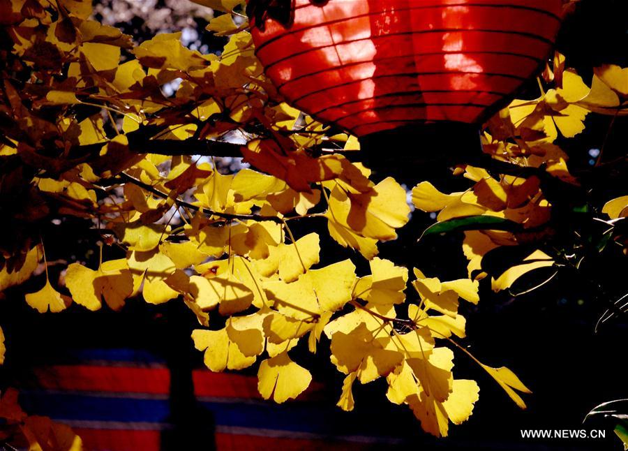 CHINA-YUNNAN-RURAL TOURISM (CN)