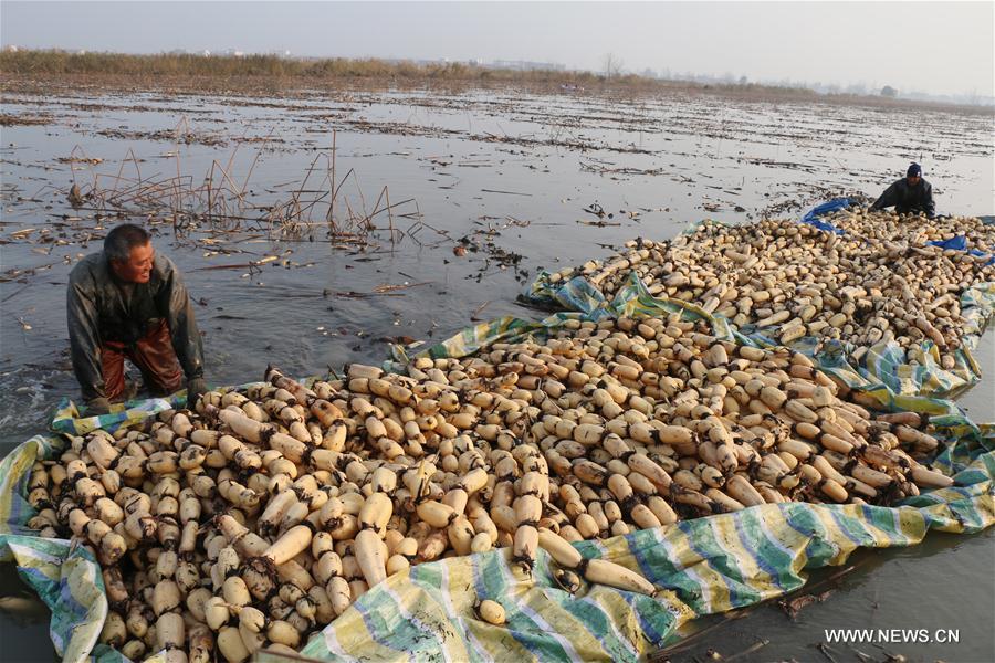 #CHINA-JIANGSU-LOTUS ROOT-HARVEST (CN)