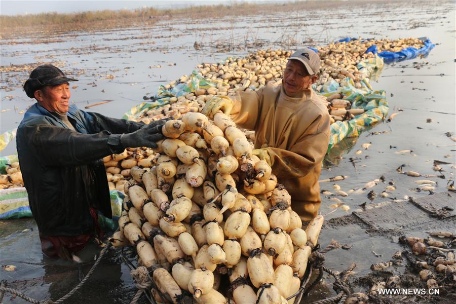 #CHINA-JIANGSU-LOTUS ROOT-HARVEST (CN)