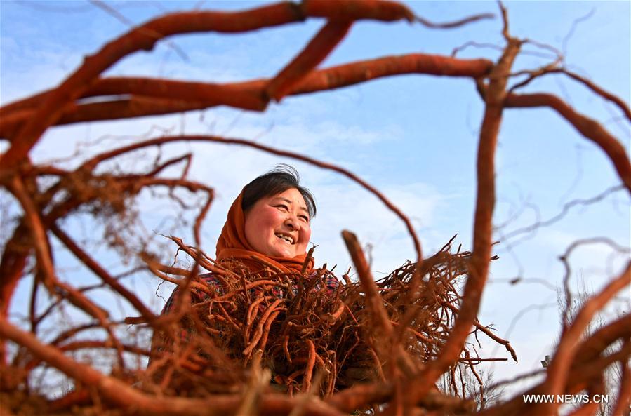 #CHINA-SHANDONG-FARMING (CN)