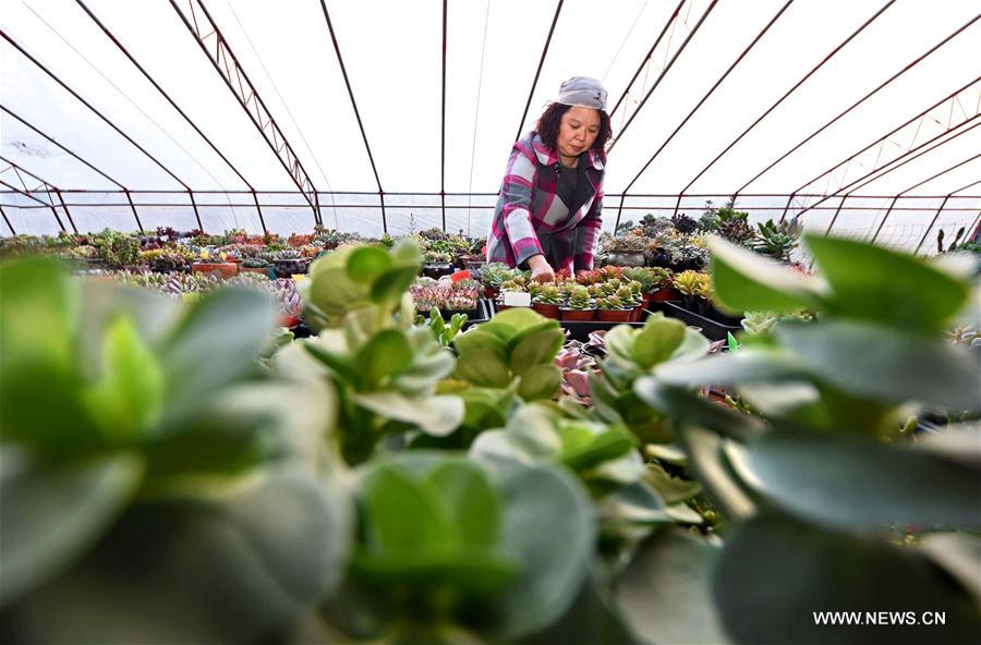 #CHINA-SHANDONG-FARMING (CN)