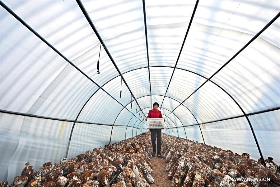 #CHINA-SHANDONG-FARMING (CN)
