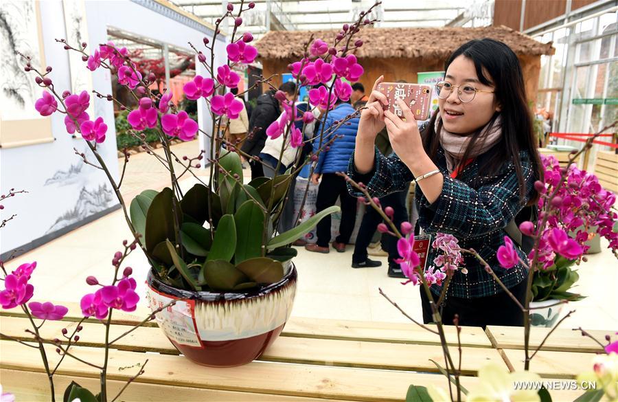 CHINA-FUJIAN-ORCHID SHOW (CN)