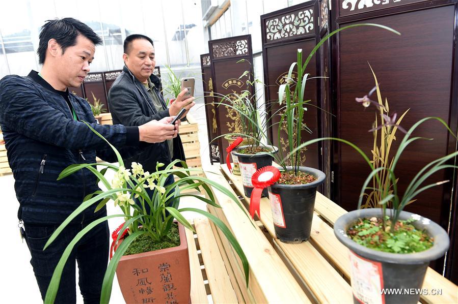 CHINA-FUJIAN-ORCHID SHOW (CN)