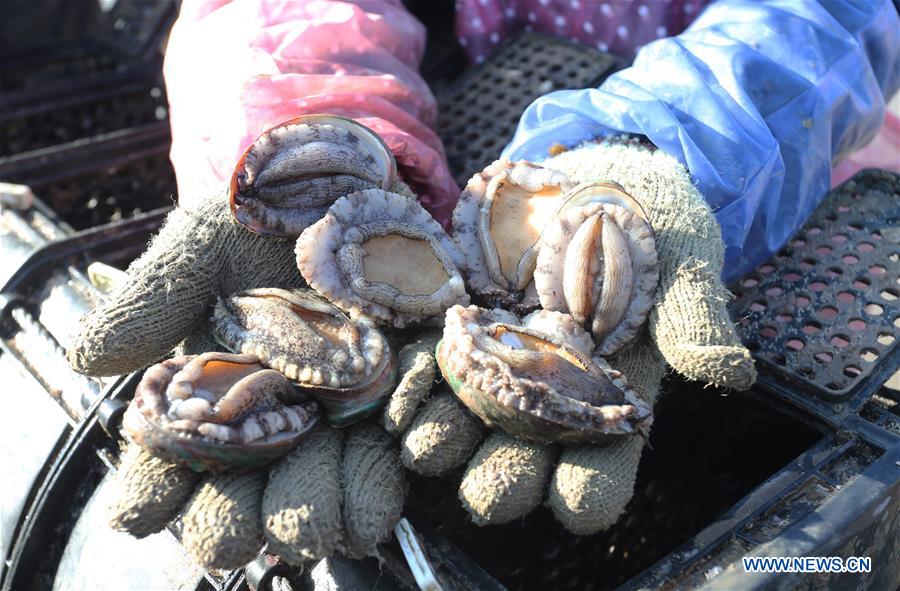 #CHINA-SHANDONG-RONGCHENG-ABALONE TRANSFER (CN)