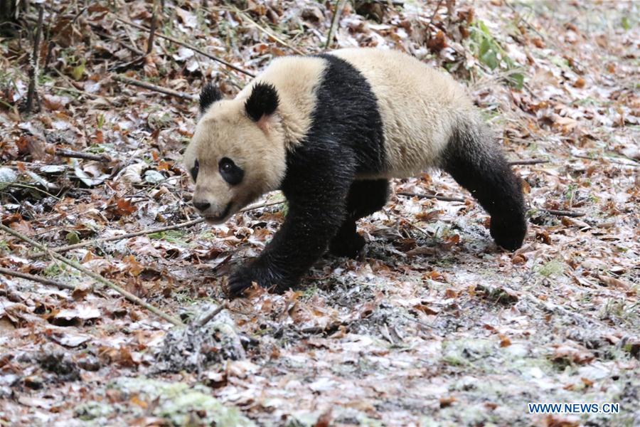 #CHINA-SICHUAN-GIANT PANDA-RELEASE (CN*)