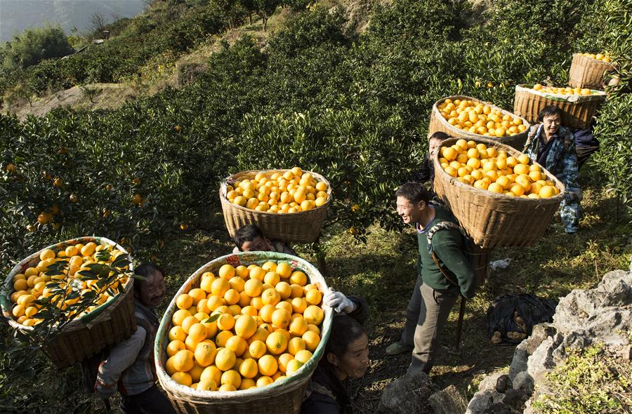 #CHINA-HUBEI-ZIGUI-NAVEL ORANGE-HARVEST (CN)