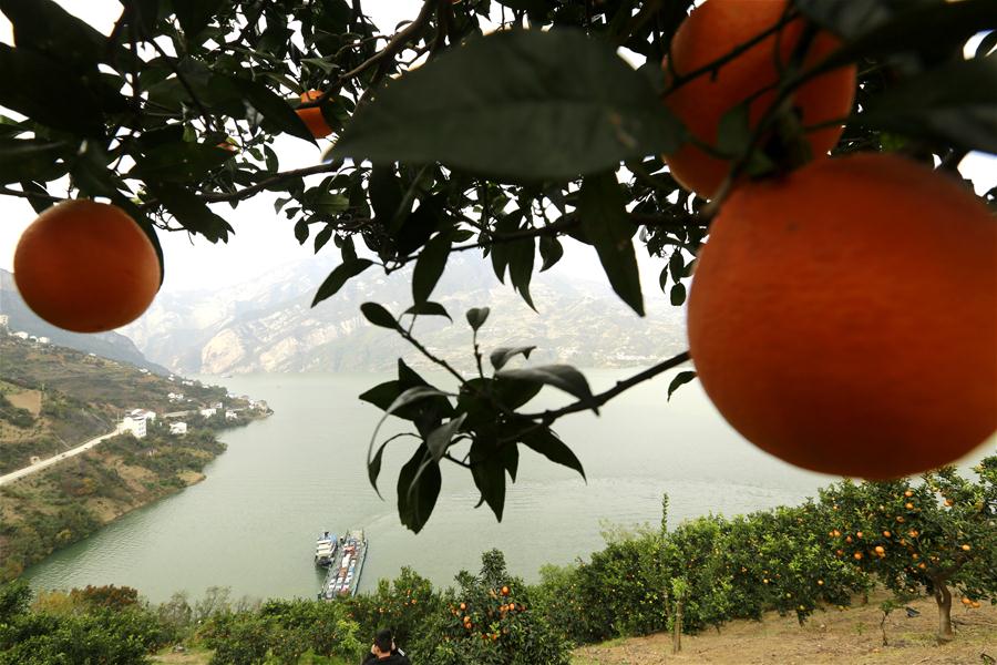 #CHINA-HUBEI-ZIGUI-NAVEL ORANGE-HARVEST (CN)