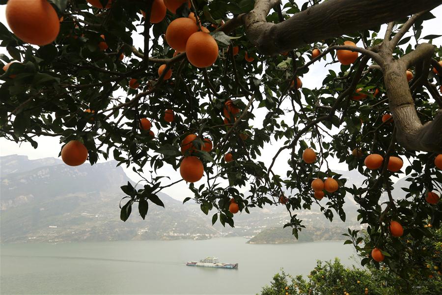 #CHINA-HUBEI-ZIGUI-NAVEL ORANGE-HARVEST (CN)