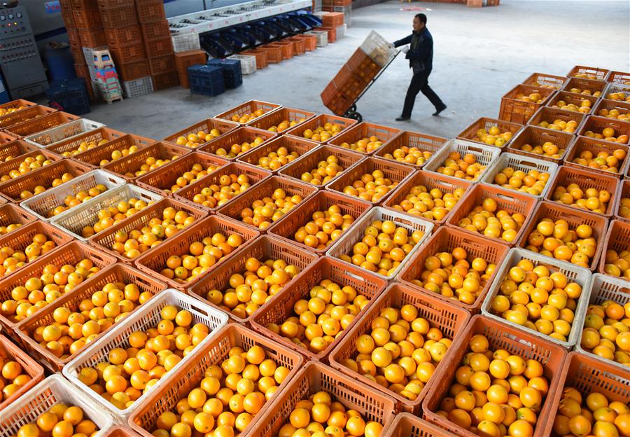 #CHINA-HUBEI-ZIGUI-NAVEL ORANGE-HARVEST (CN)