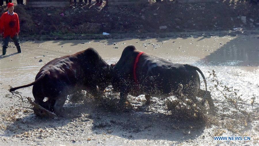 #CHINA-ZHEJIANG-WUYI-BULL FIGHTING (CN)