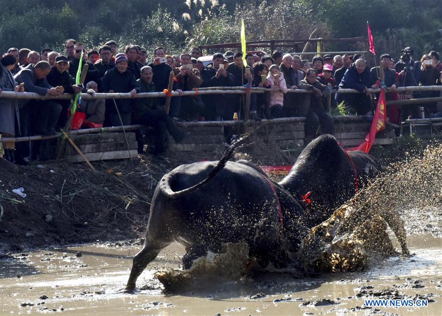 #CHINA-ZHEJIANG-WUYI-BULL FIGHTING (CN)