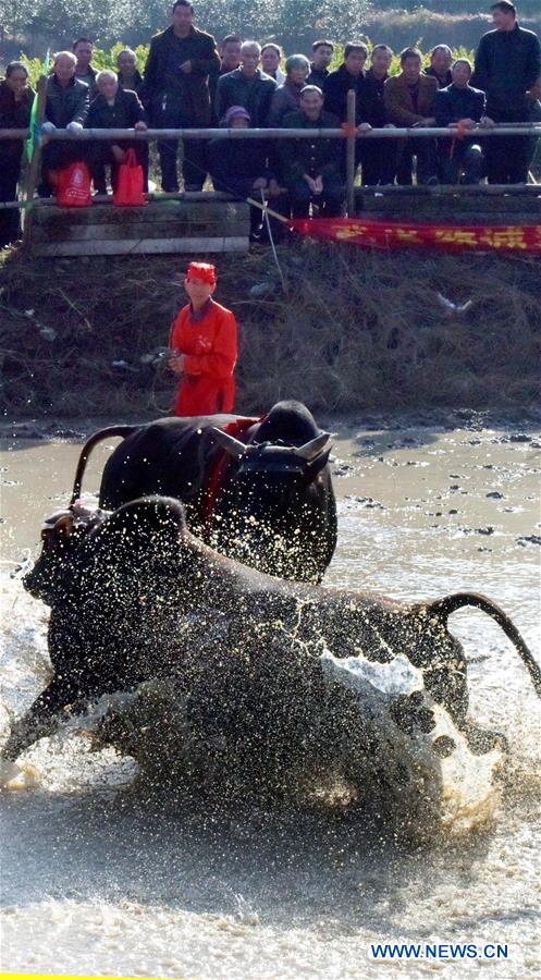#CHINA-ZHEJIANG-WUYI-BULL FIGHTING (CN)