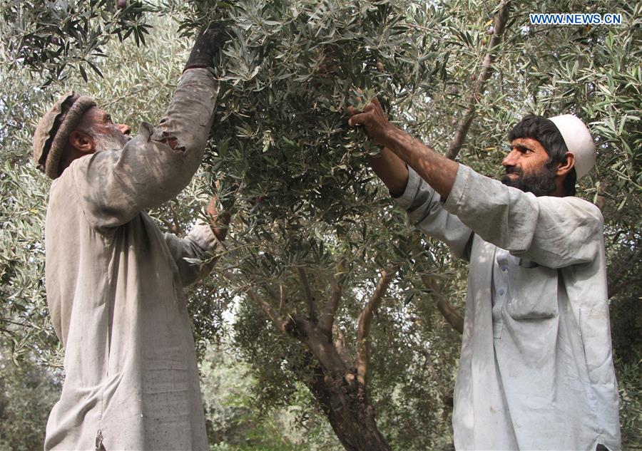 Feature Afghan Farmers Revive Olive Gardens To Replace Opium