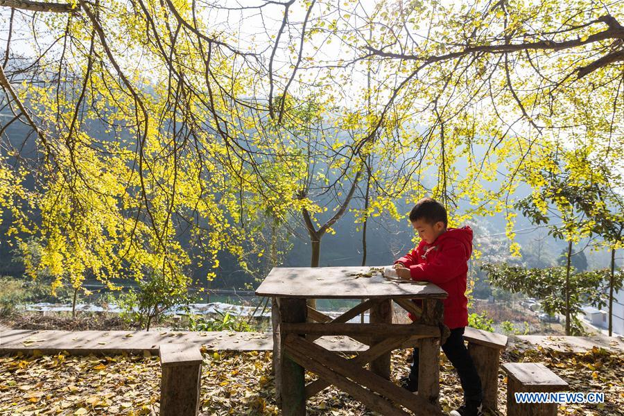 #CHINA-CHONGQING-GINKGO TREES (CN)