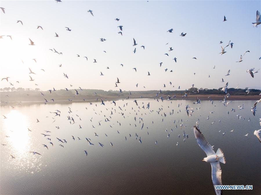 #CHINA-JIANGXI-POYANG LAKE-GULLS (CN)
