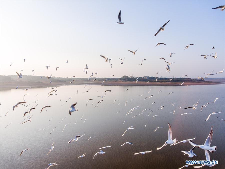 #CHINA-JIANGXI-POYANG LAKE-GULLS (CN)