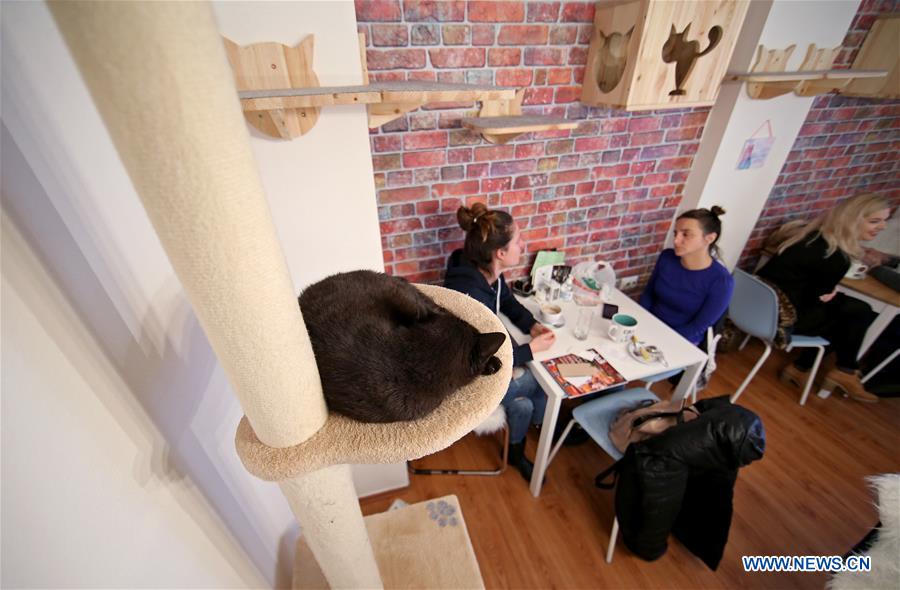 CROATIA-ZAGREB-CAT CAFFE